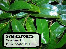 Product image -  	SVM EXPORTS Graviola (Soursop) is also called  Graviola, or Brazilian pawpaw, tree of the custard apple family (Annonaceae), grown for its leaf powder and large edible fruits. Native to the Indian and American tropics, the tree has been widely introduced in the old-world tropics. The plant is usually cultivated from seed and grows well in warm climates with high humidity like India, Africa and South America.
 Sours